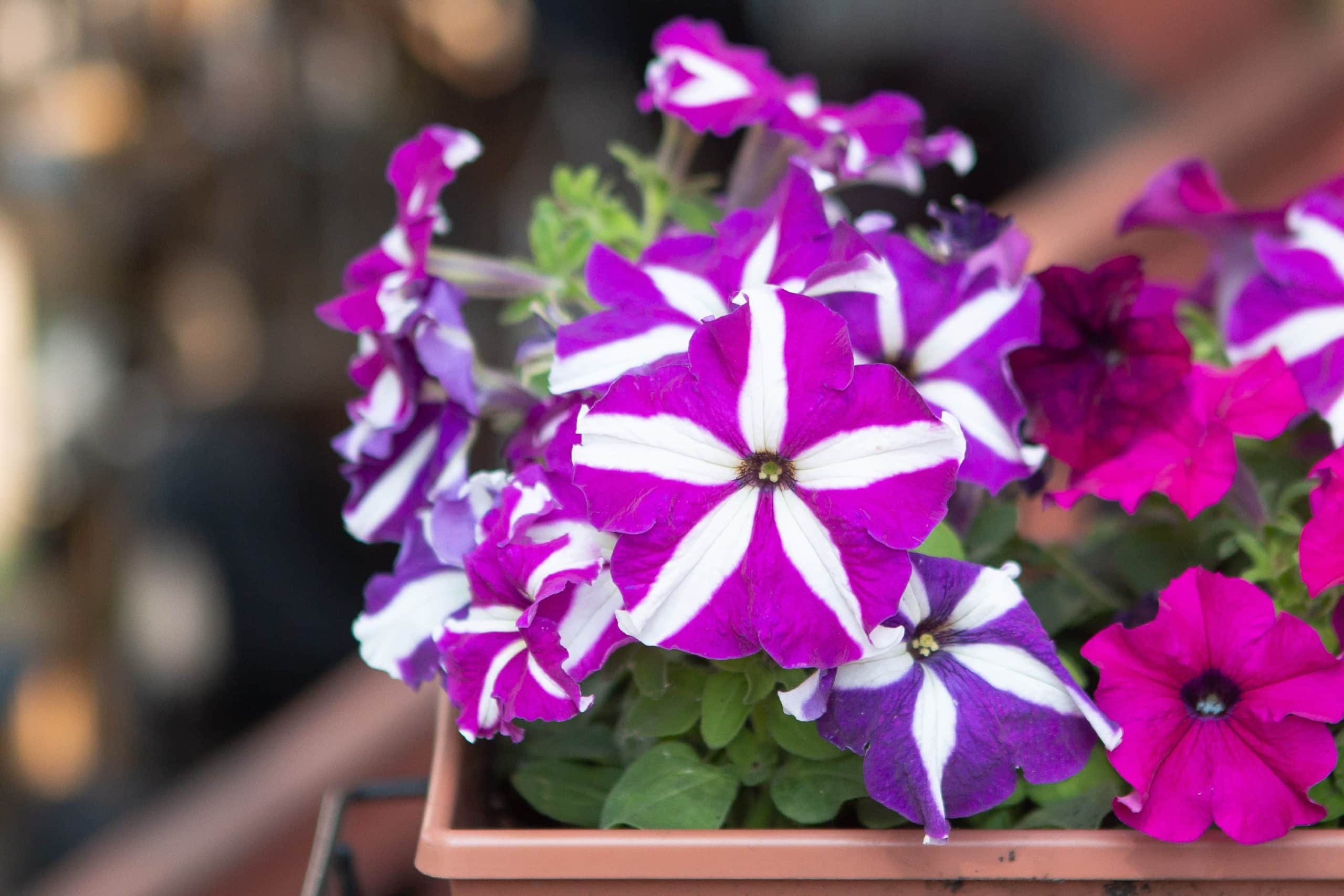 Purple flowers