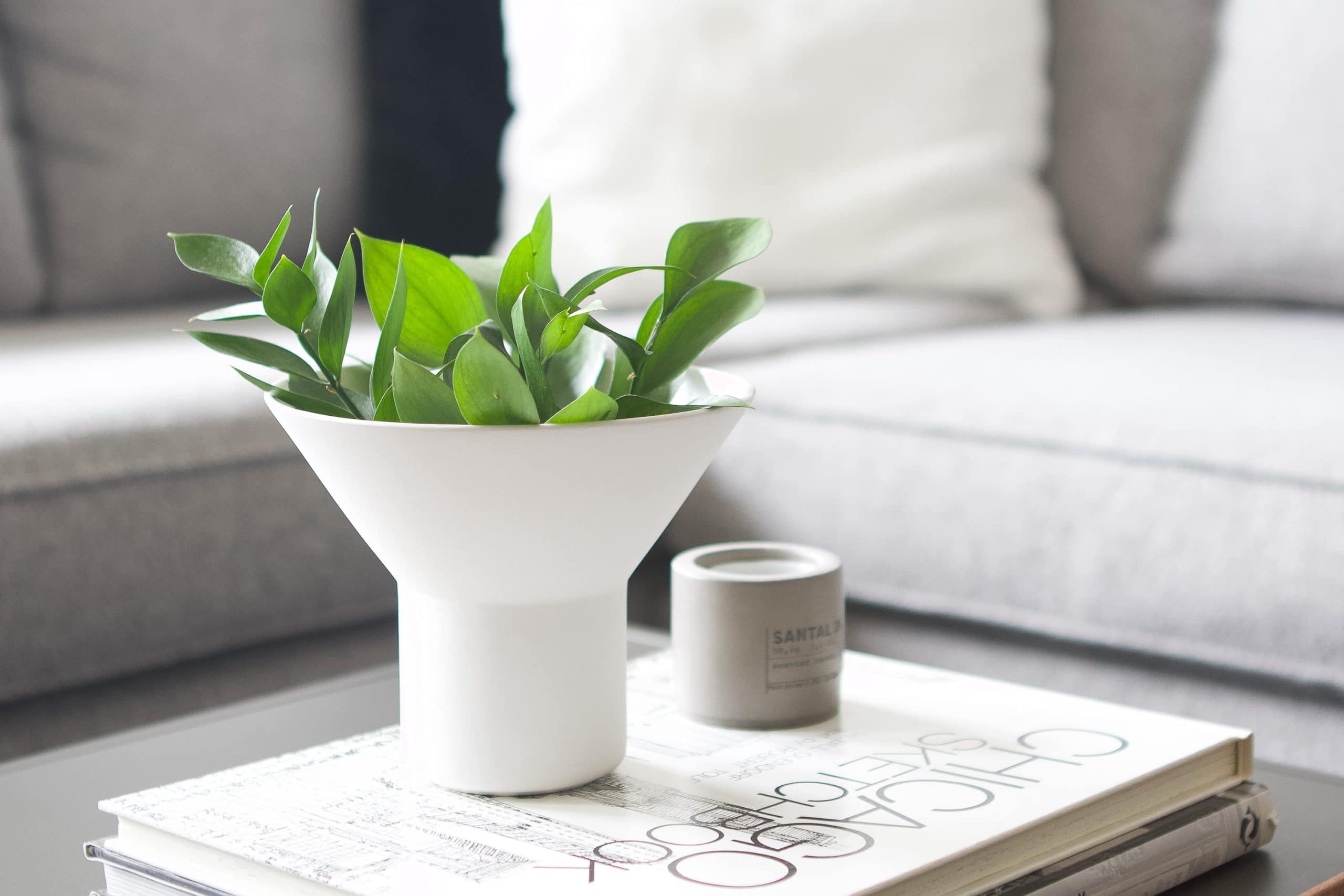 Plants on a coffee table