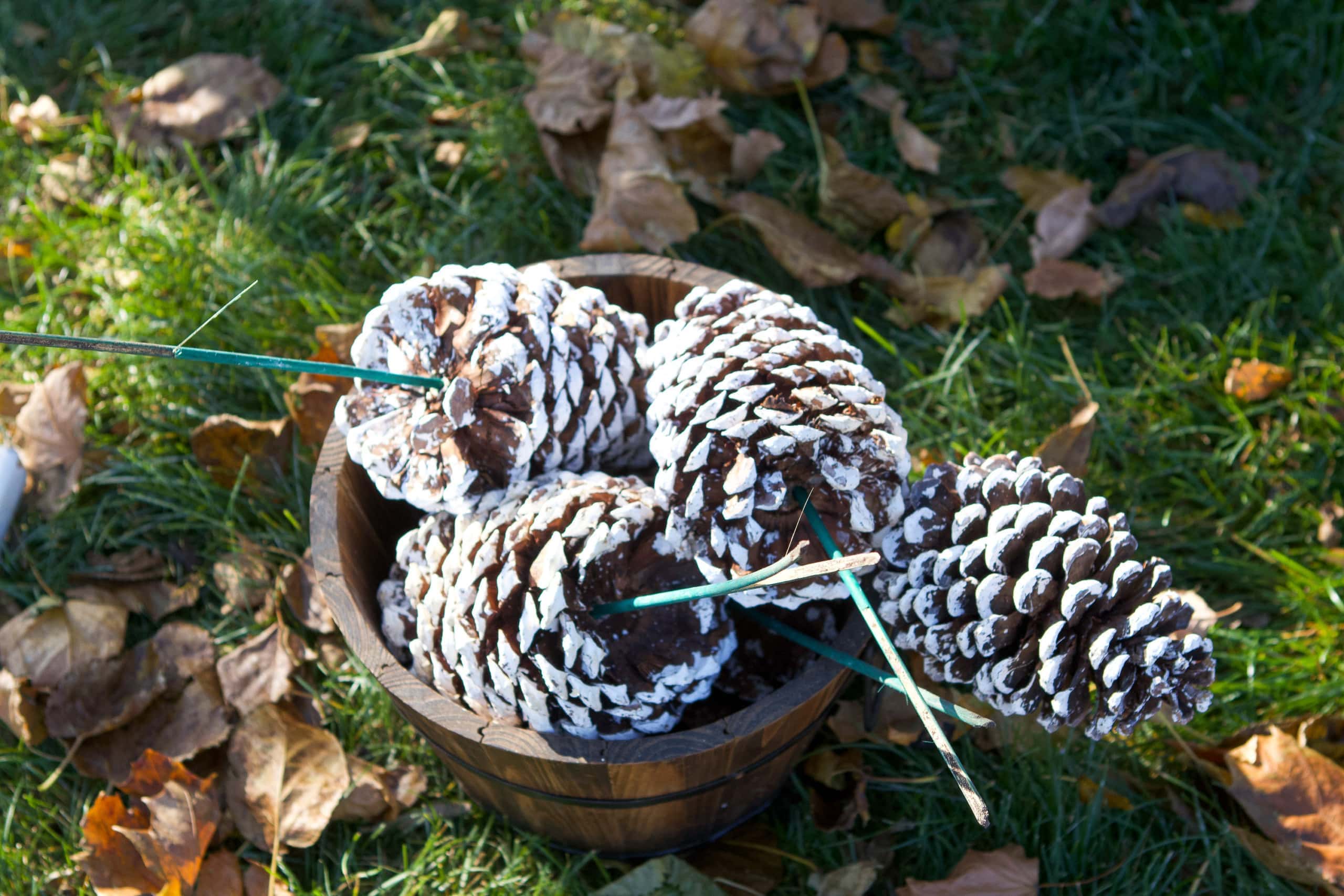 Pine cones on a stick