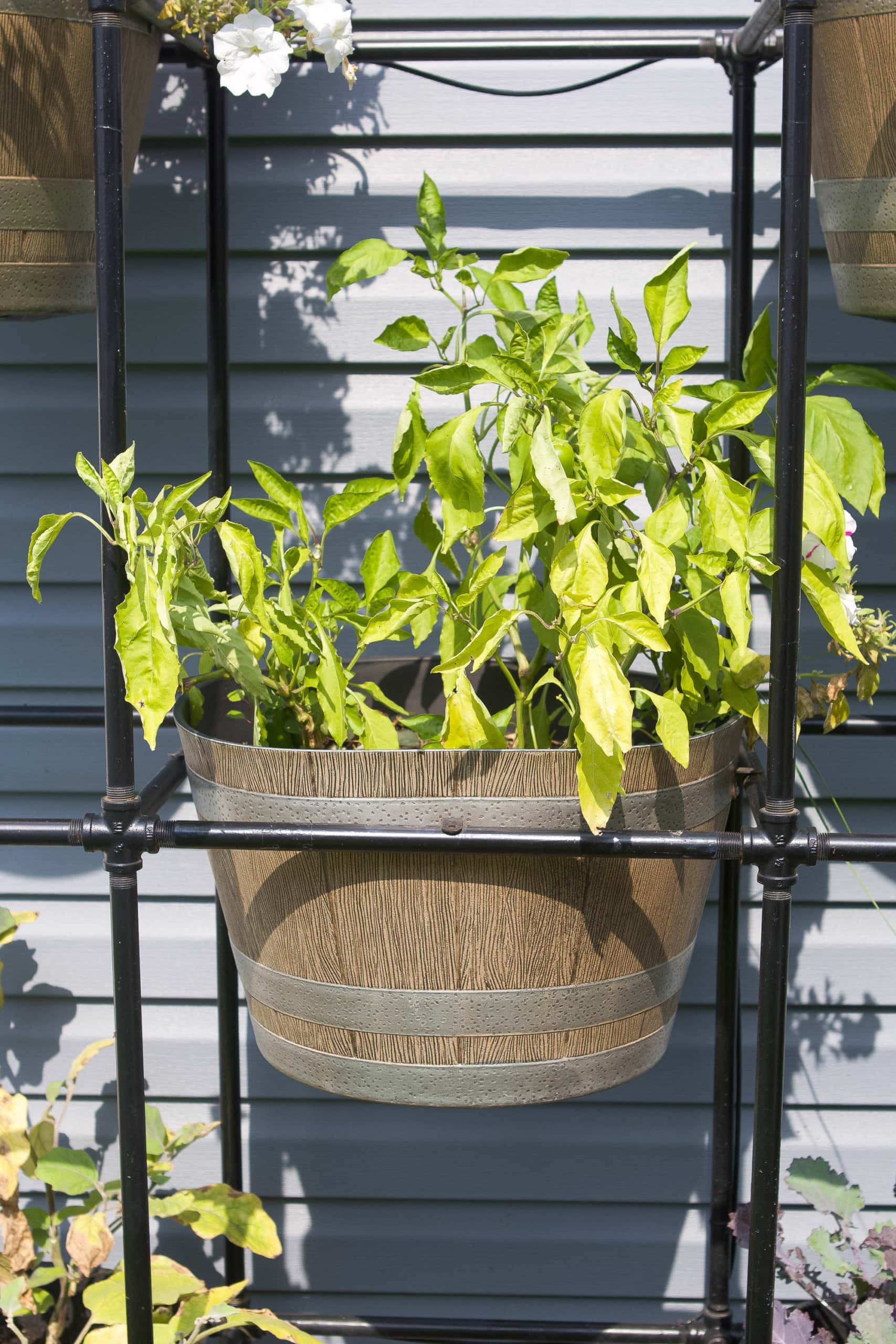 Growing veggies and herbs in the backyard