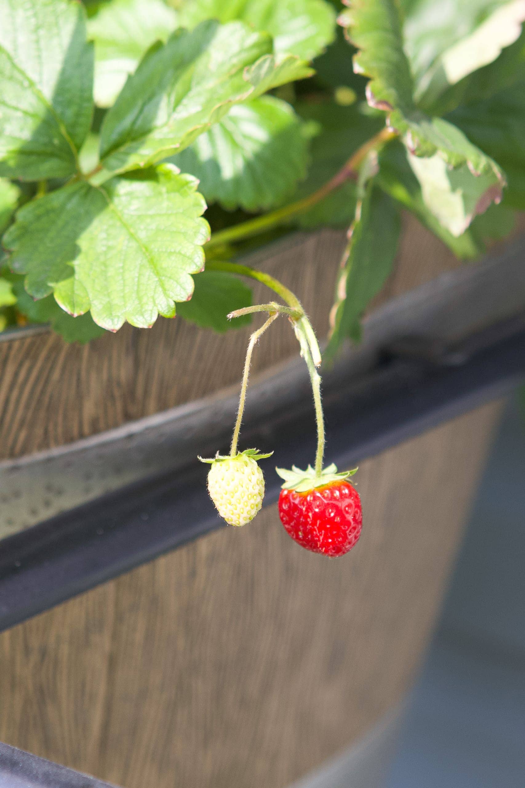 Growing strawberries in the backyard