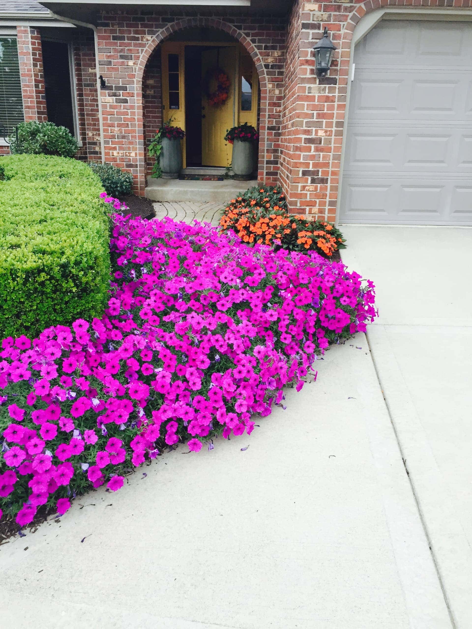 jan's flowers in her front yard