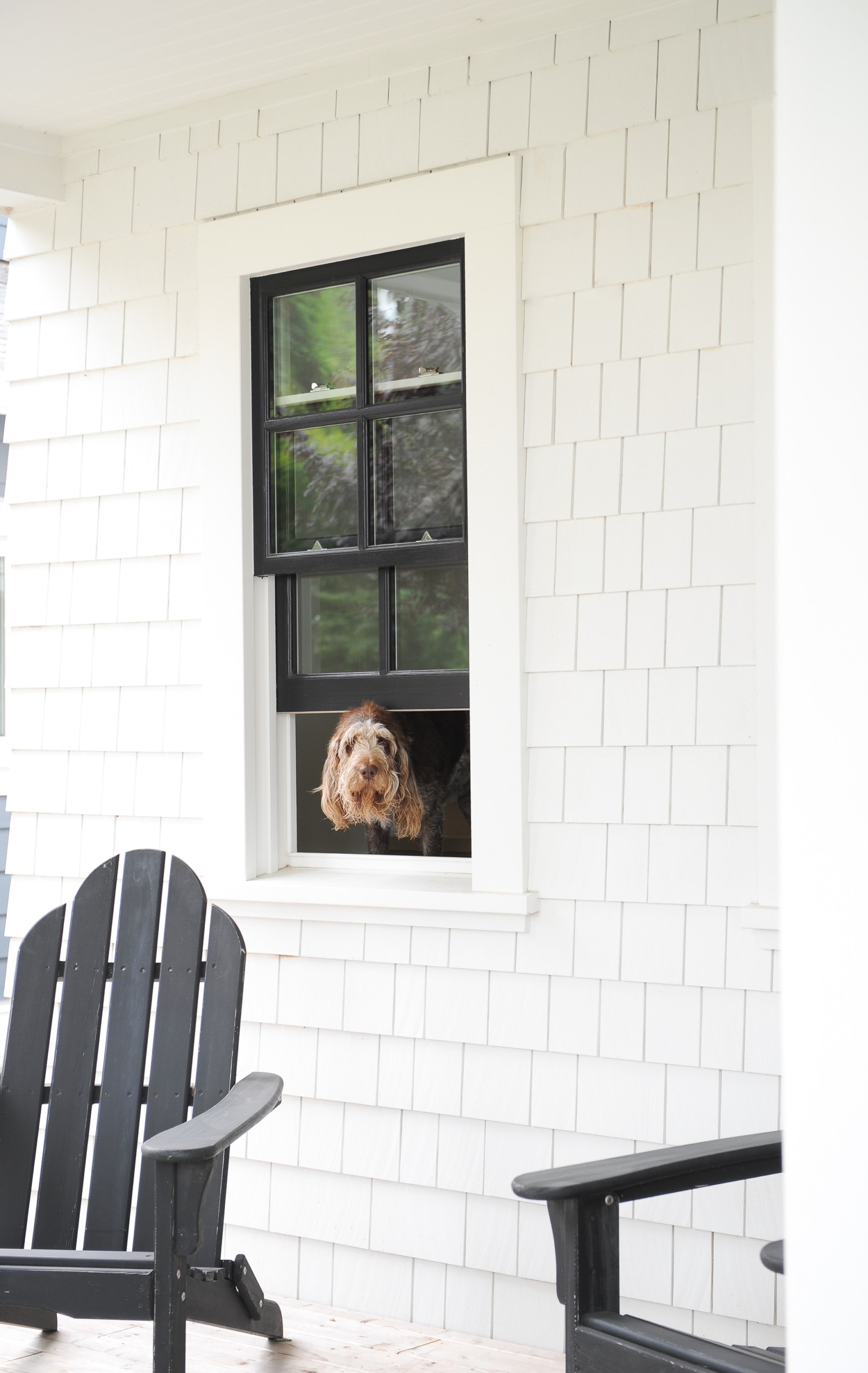 dog in the window