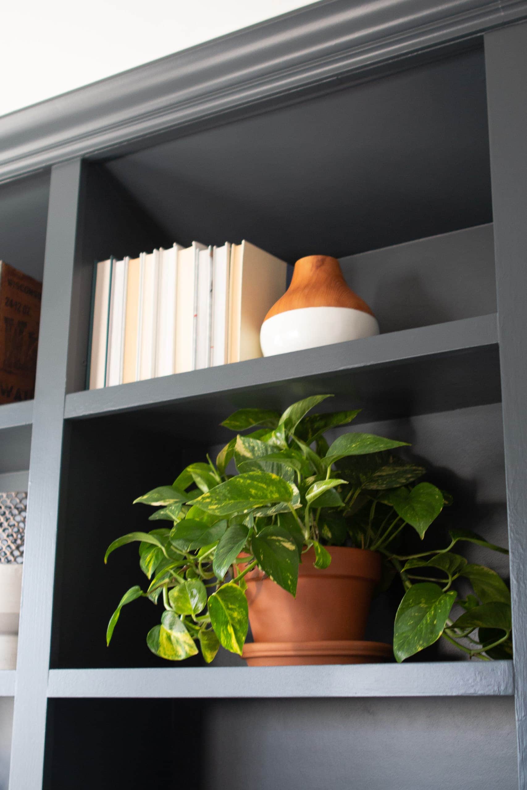 Books and plants on shelves