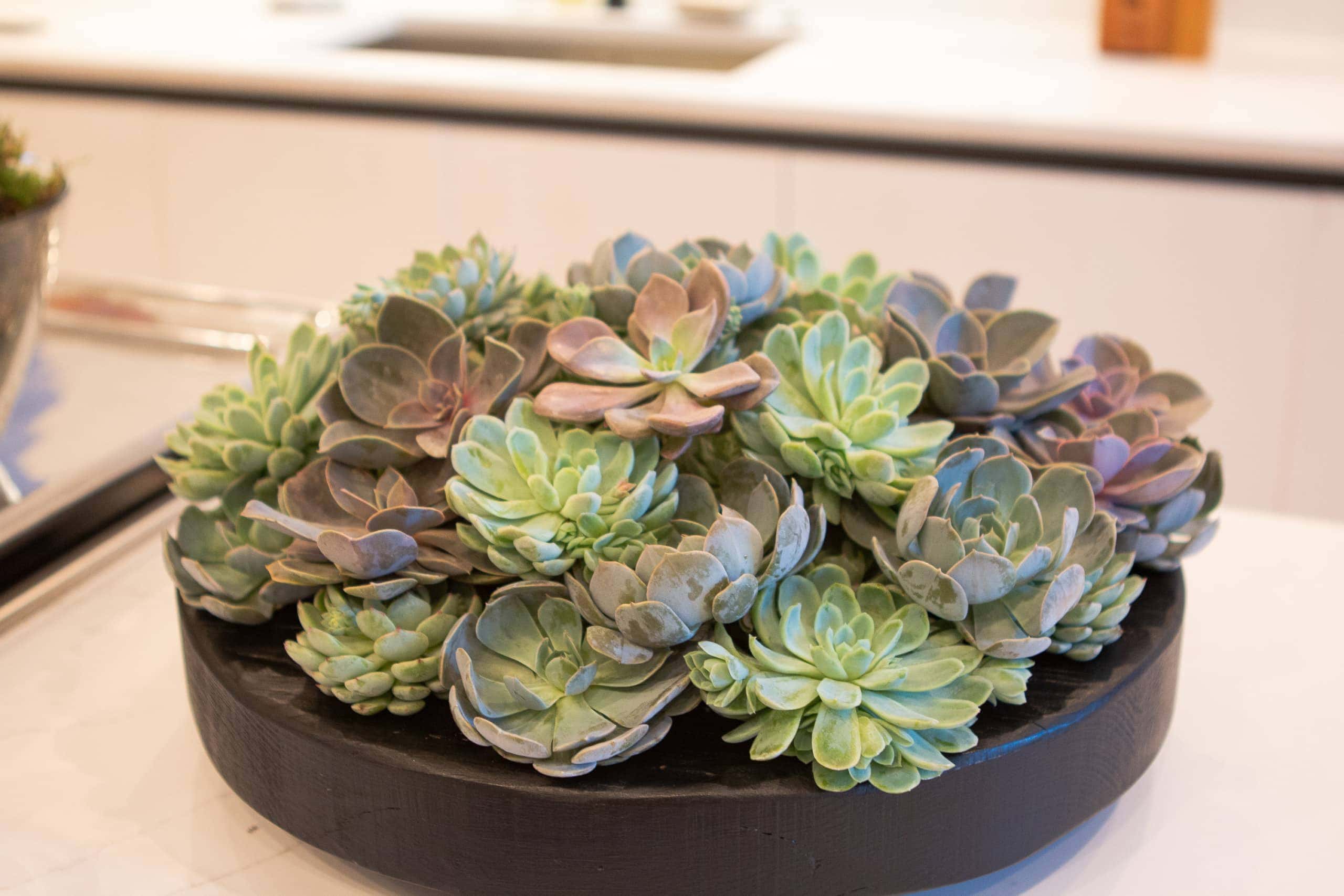 Fresh succulents