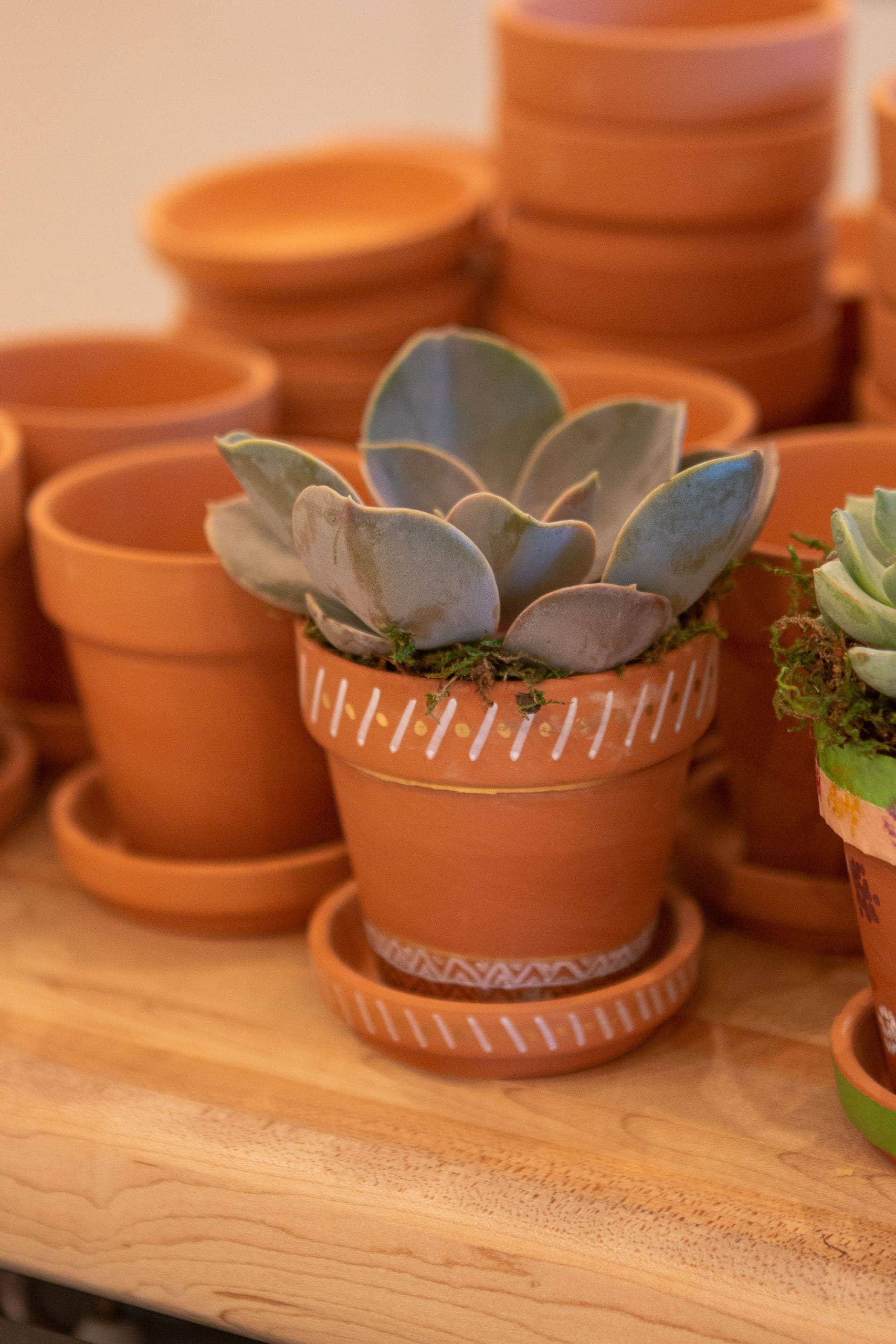 terra cotta planter