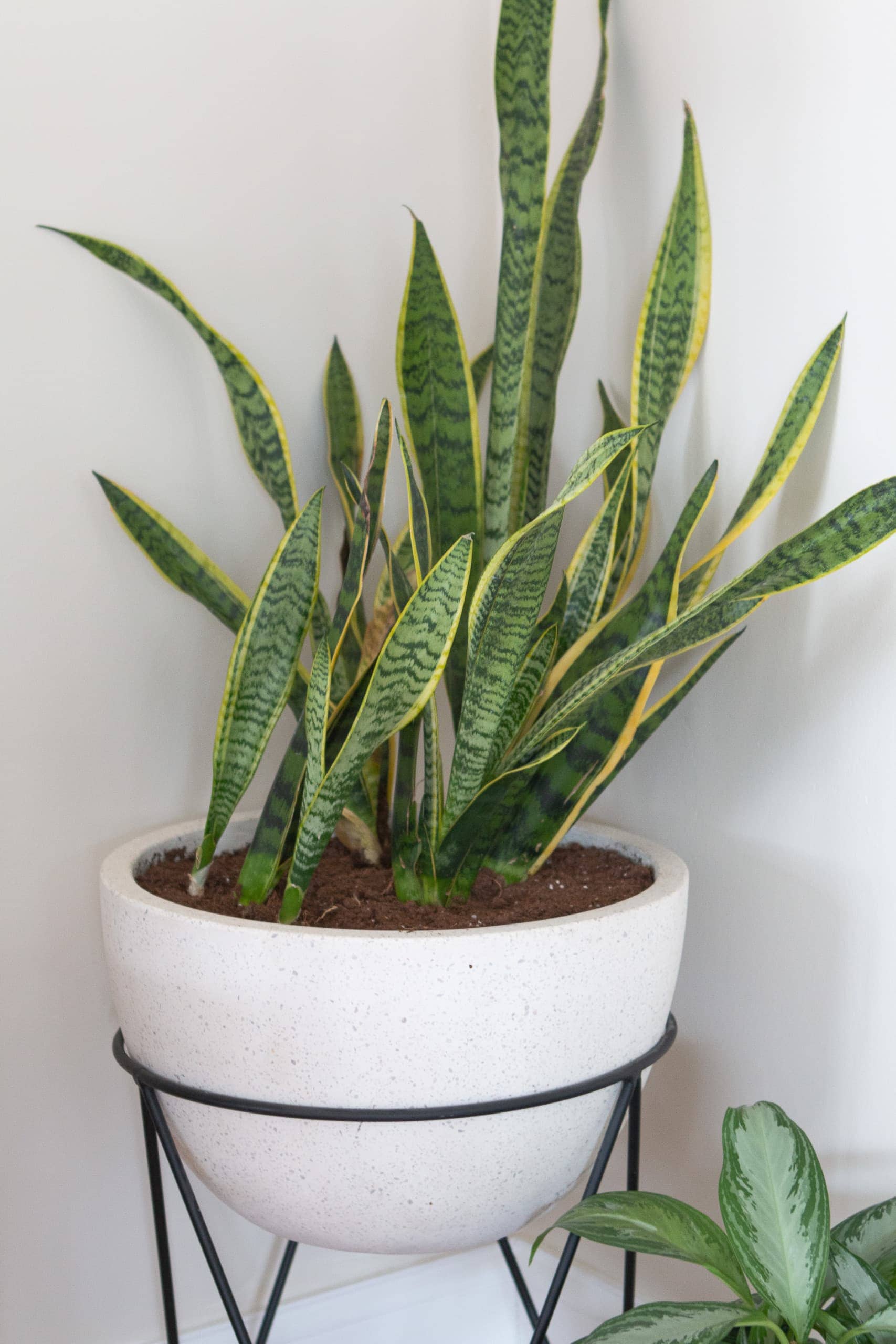 Snake plant planter