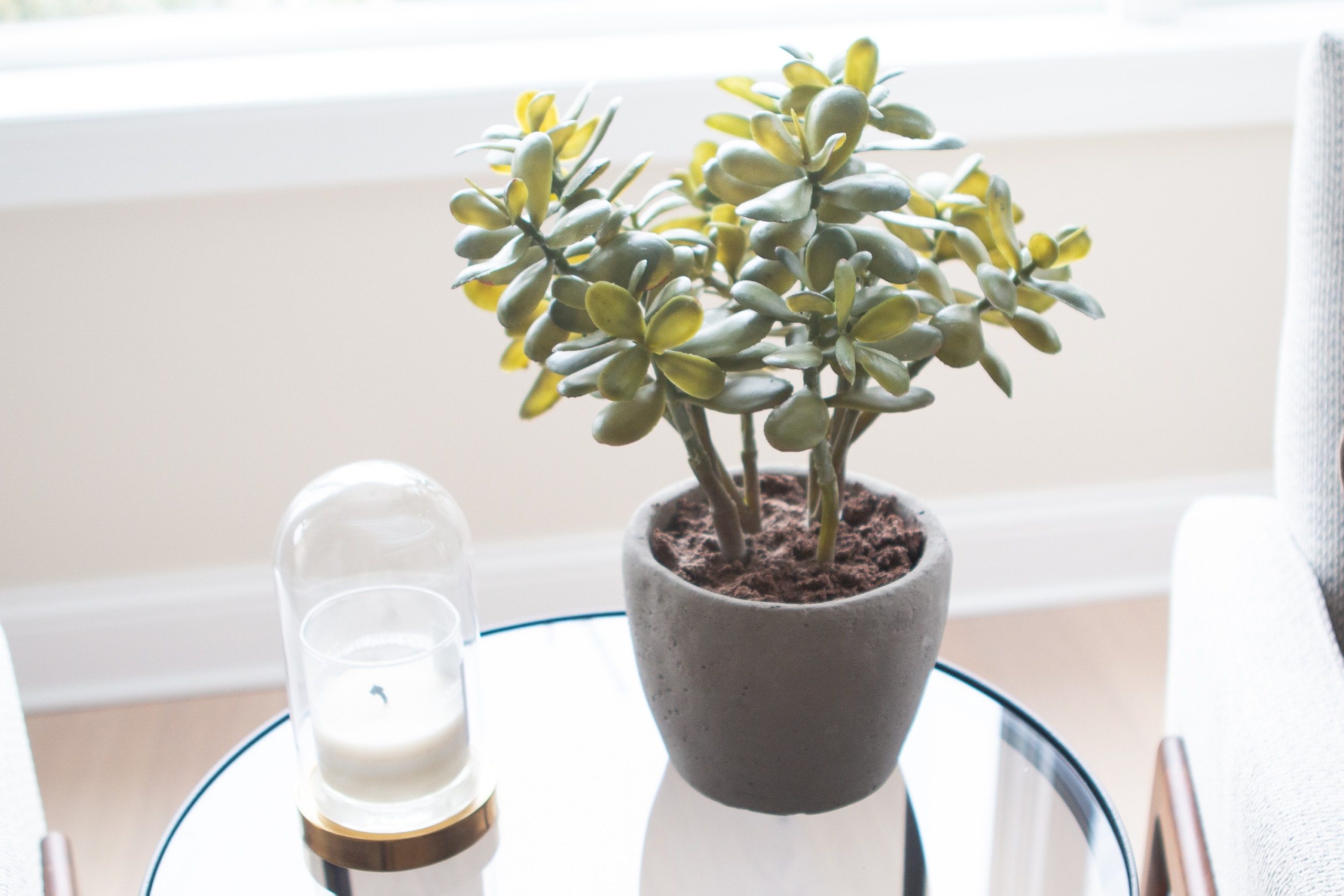 Faux jade plant