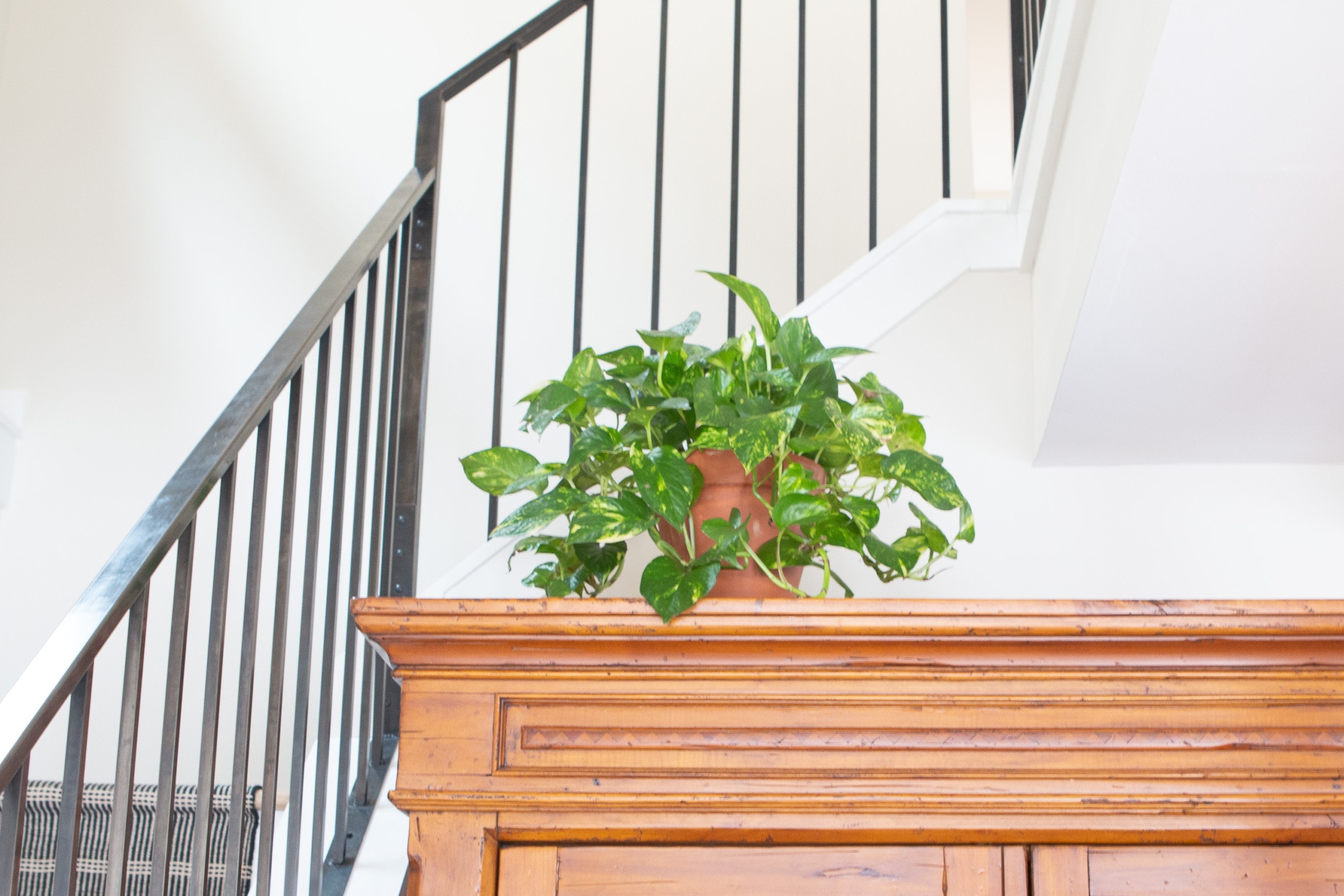 Pothos indoor plants