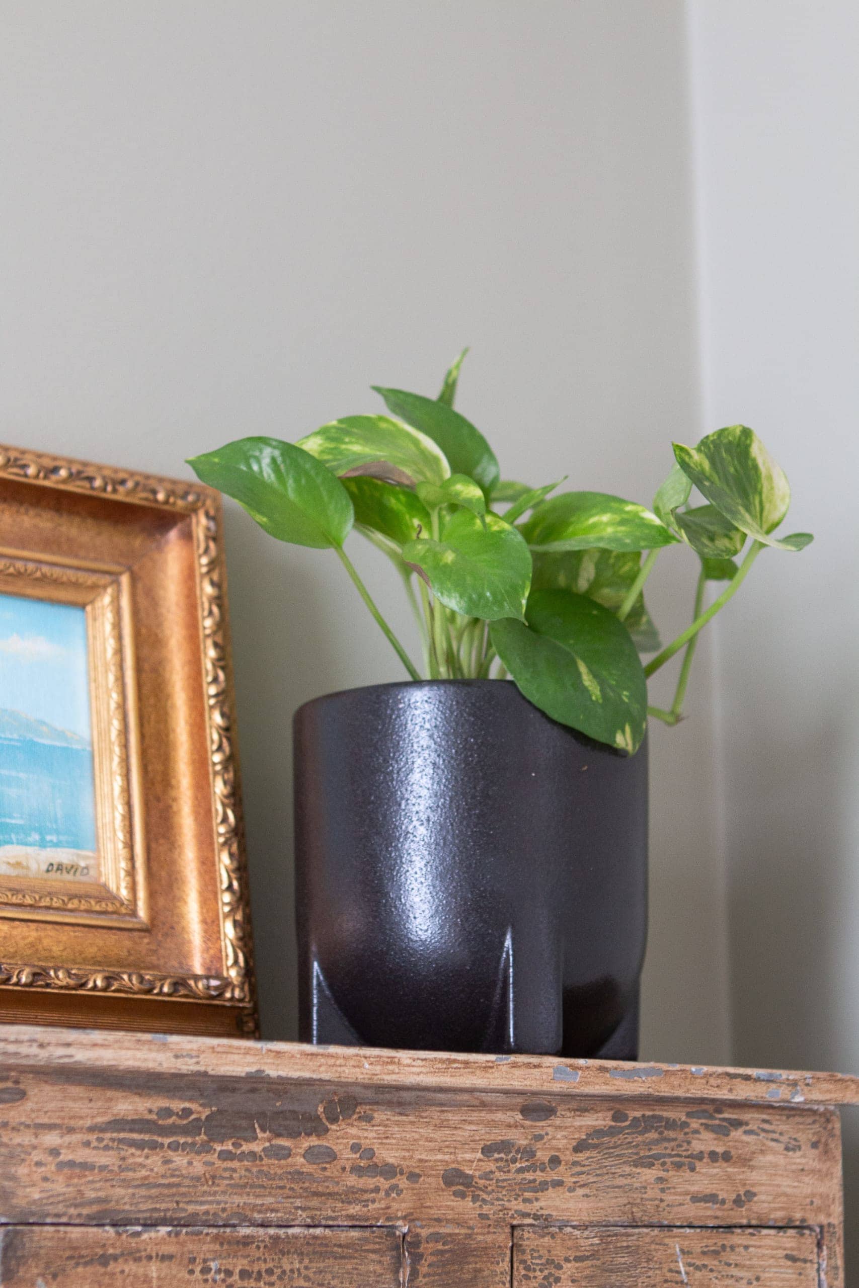 Pothos indoor plants in the bathroom