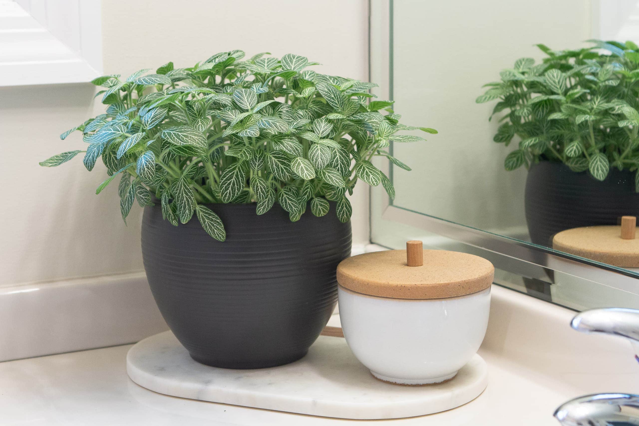 Plants in the bathroom