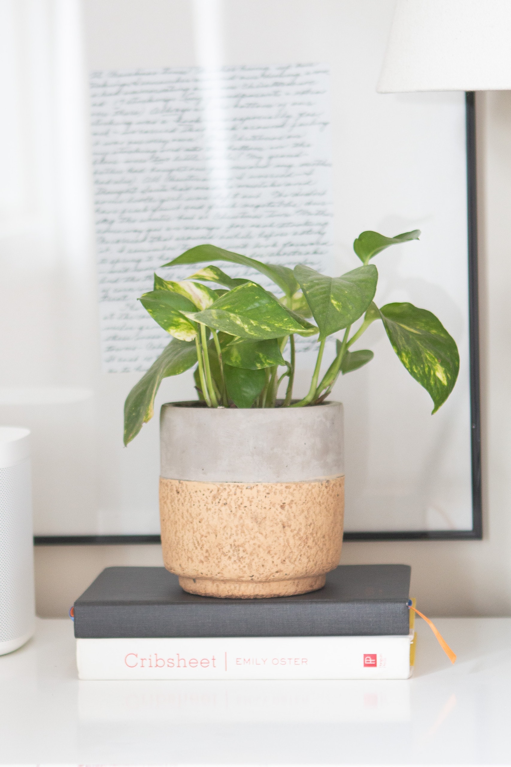 Pothos plant in master bedroom