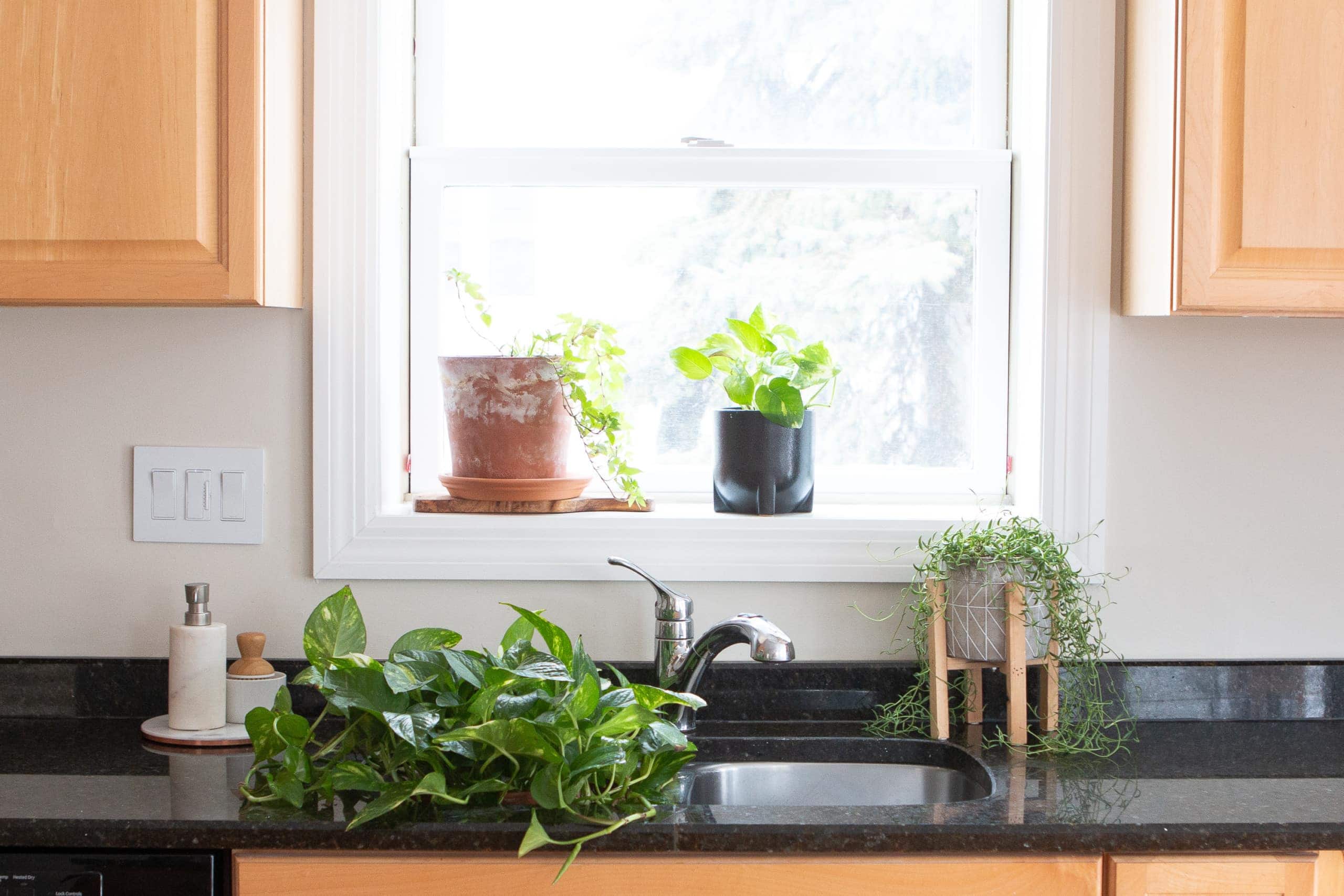 My favorite indoor plants for my house