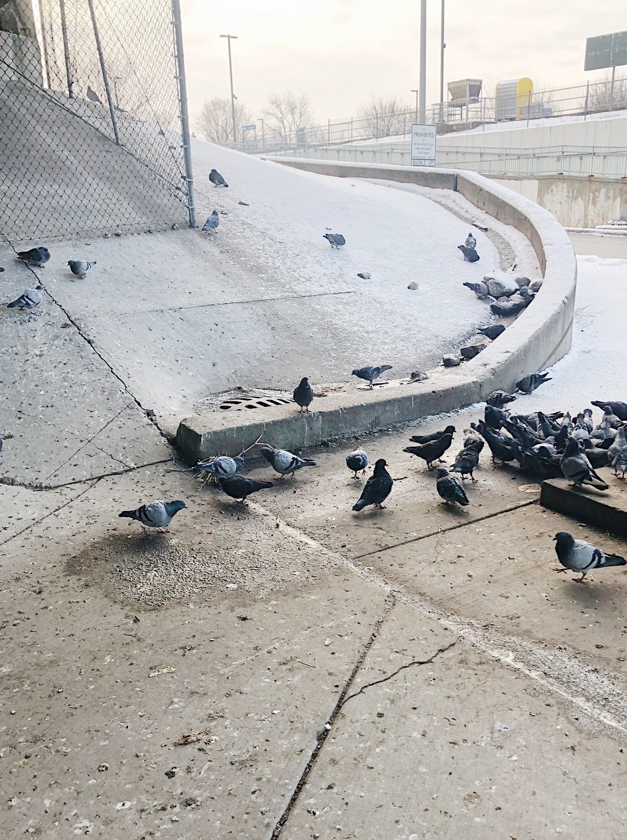 Pigeons under the train