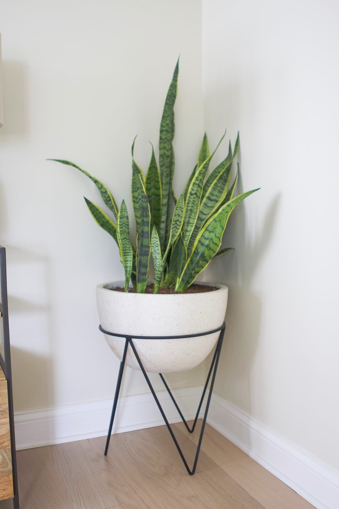 Snake plant