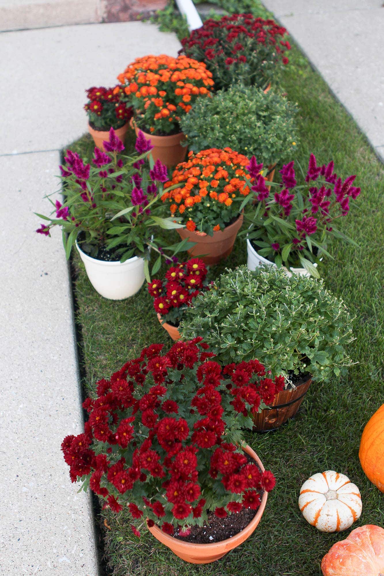 Planting mums for my fall front porch