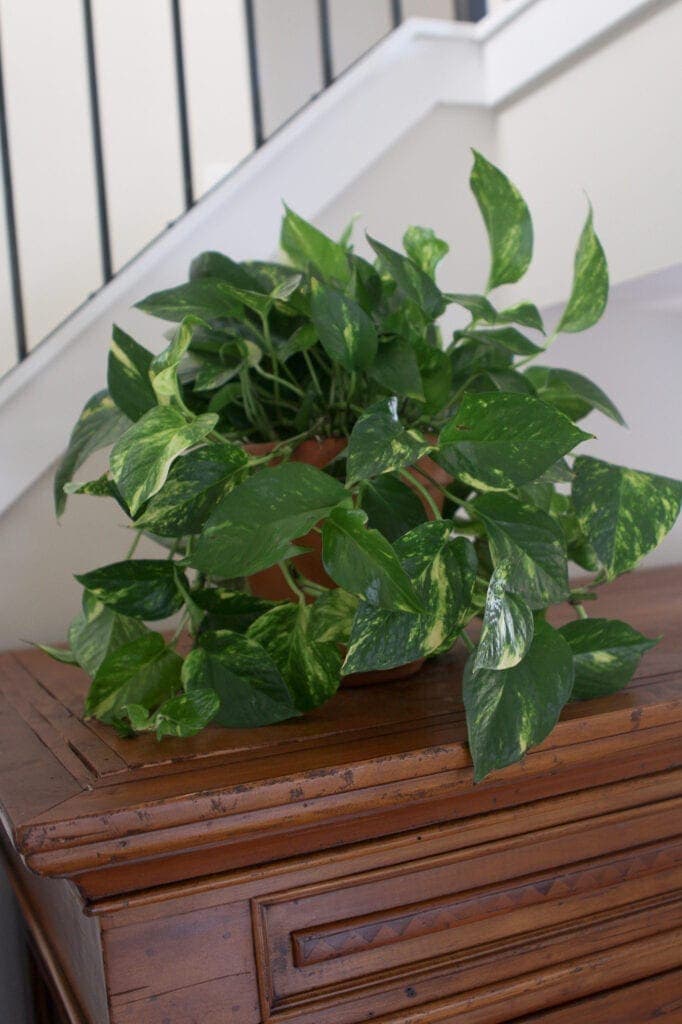 Golden pothos