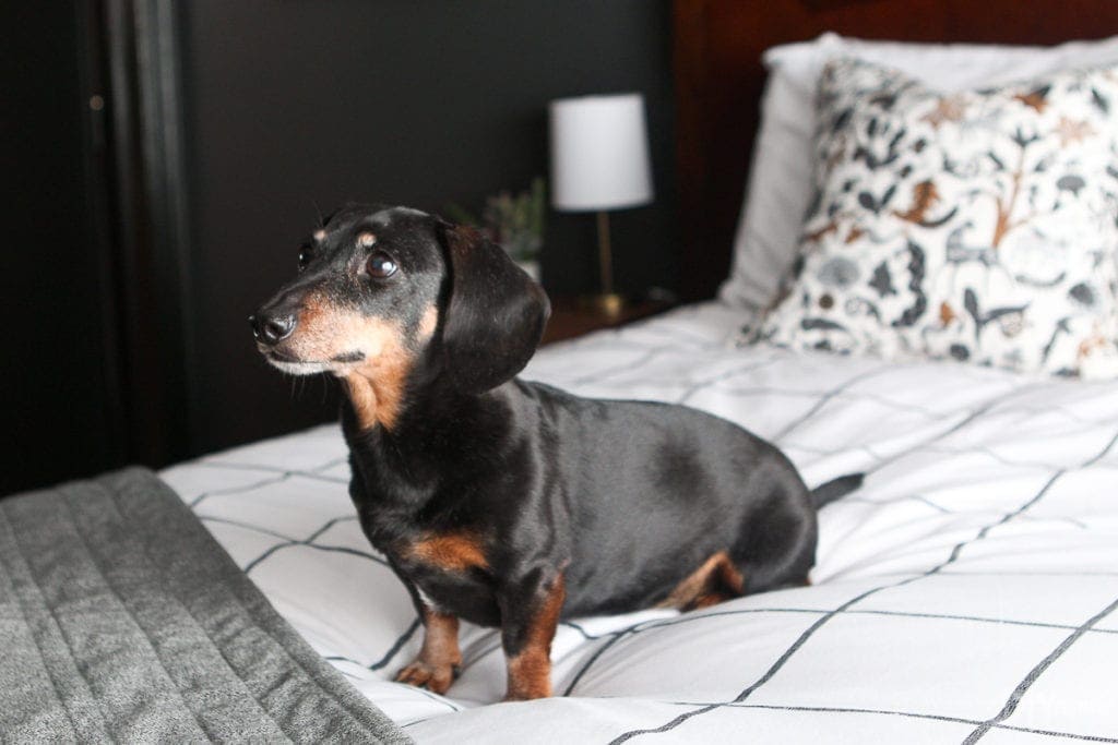 margot on the bed