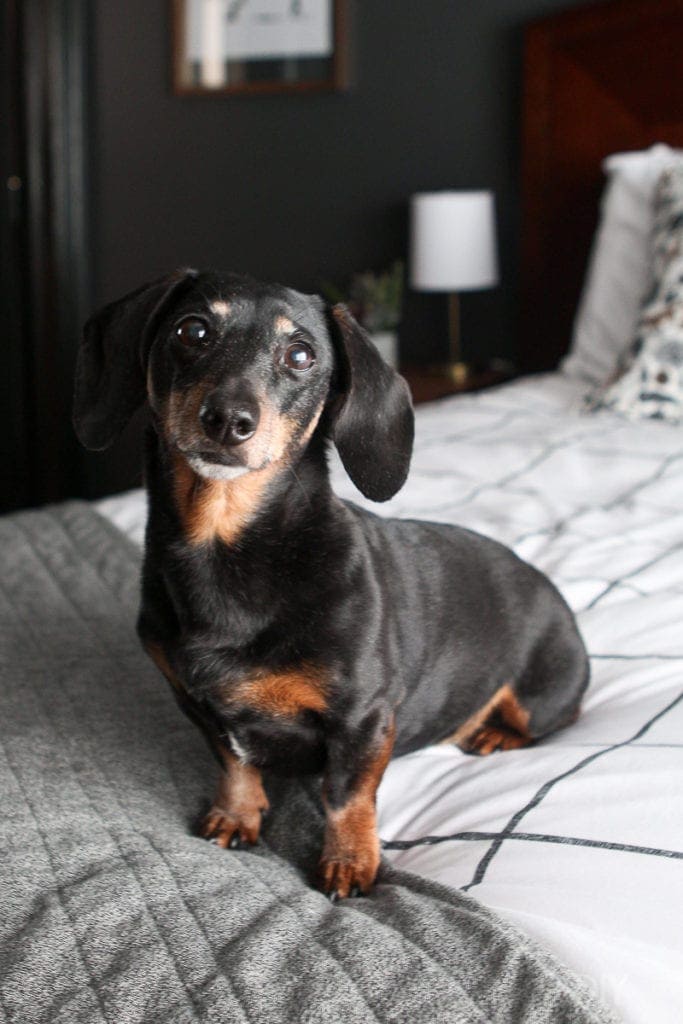 Margot on the bed in Kristin's eclectic condo