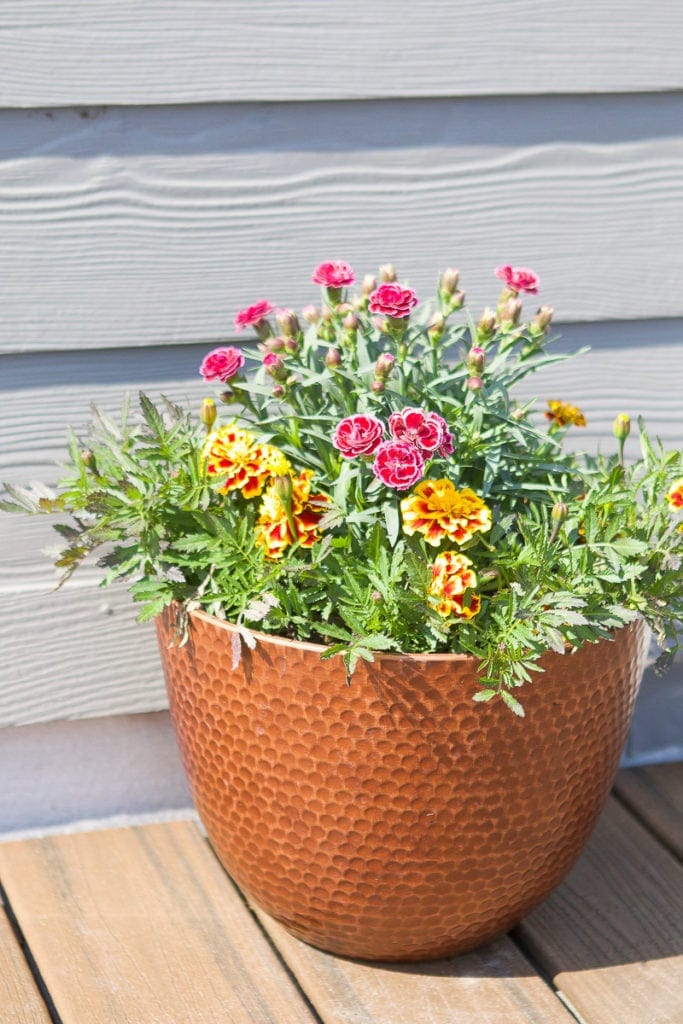 Pot of flowers on a rooftop deck