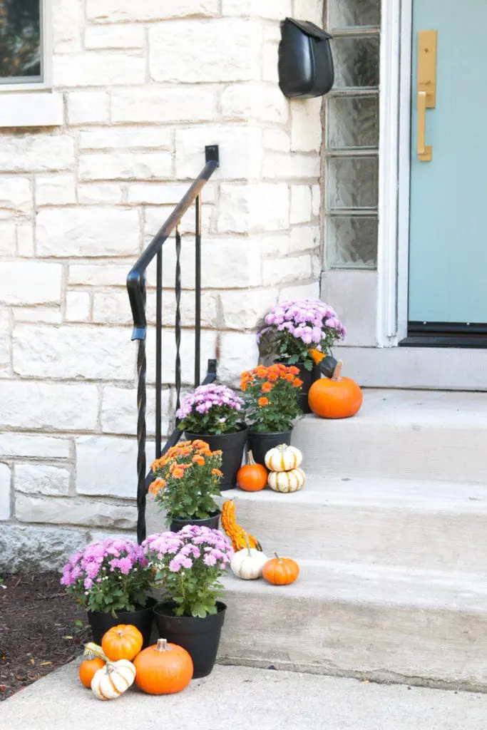 fall mums with mini pumpkins on the porch