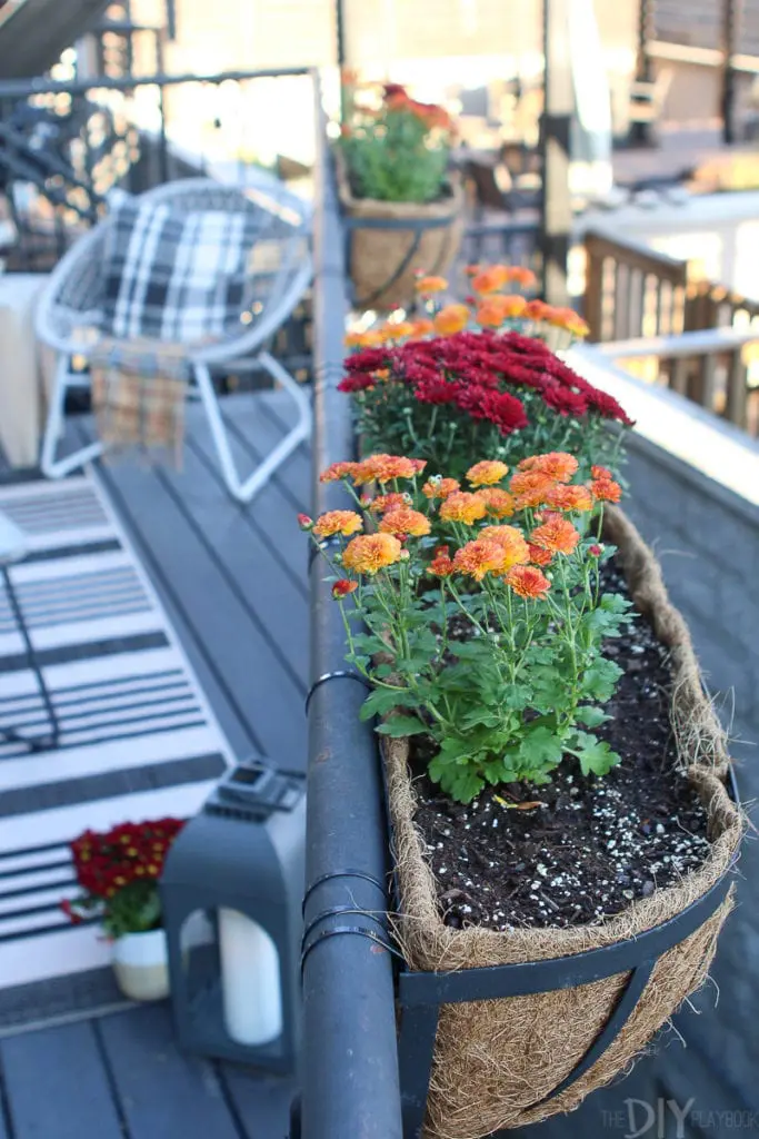 Planting mums in flower boxes