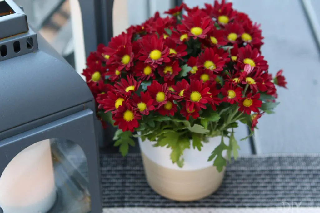 A small red mums plant