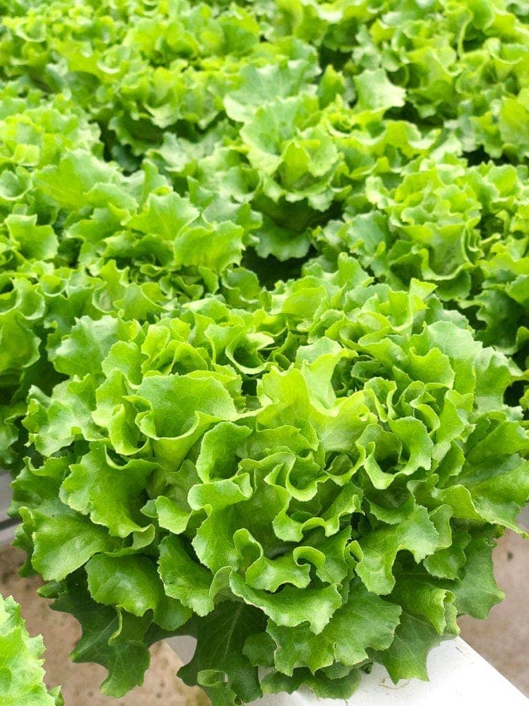 making lettuce with hydroponic farming
