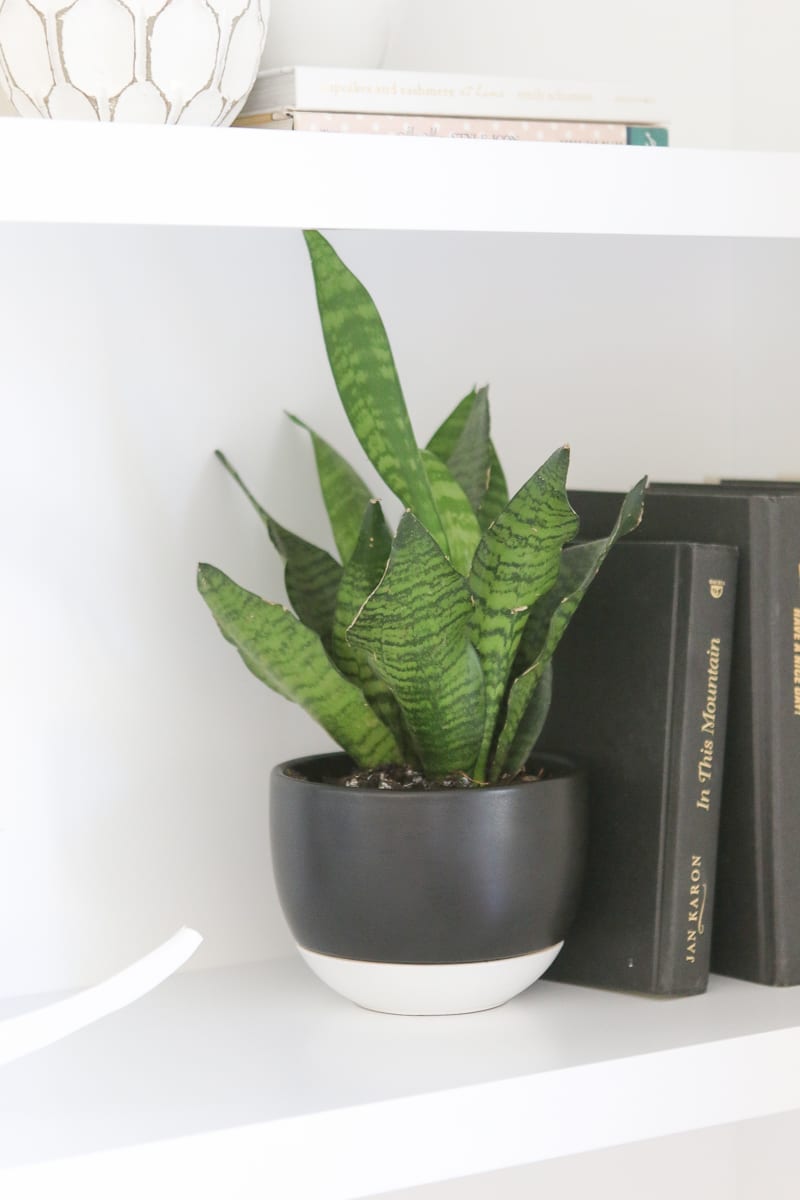 Real plants are always a great addition when decorating built-in shelves. 