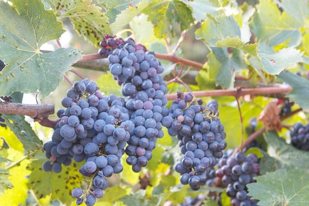 Grapes on the vine at an Italian vineyard. 