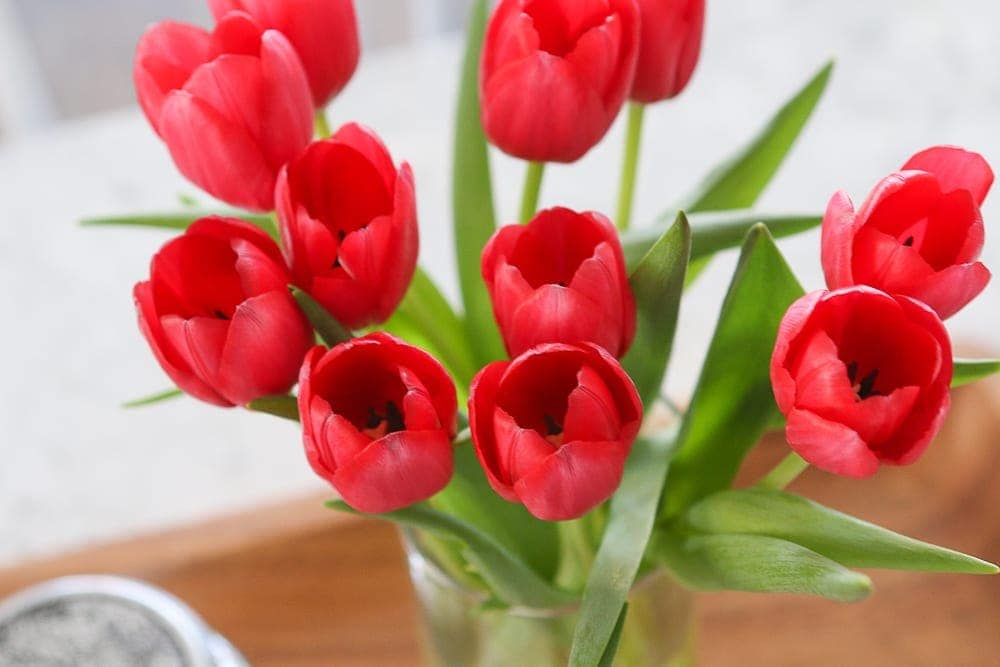 tulip-flowers