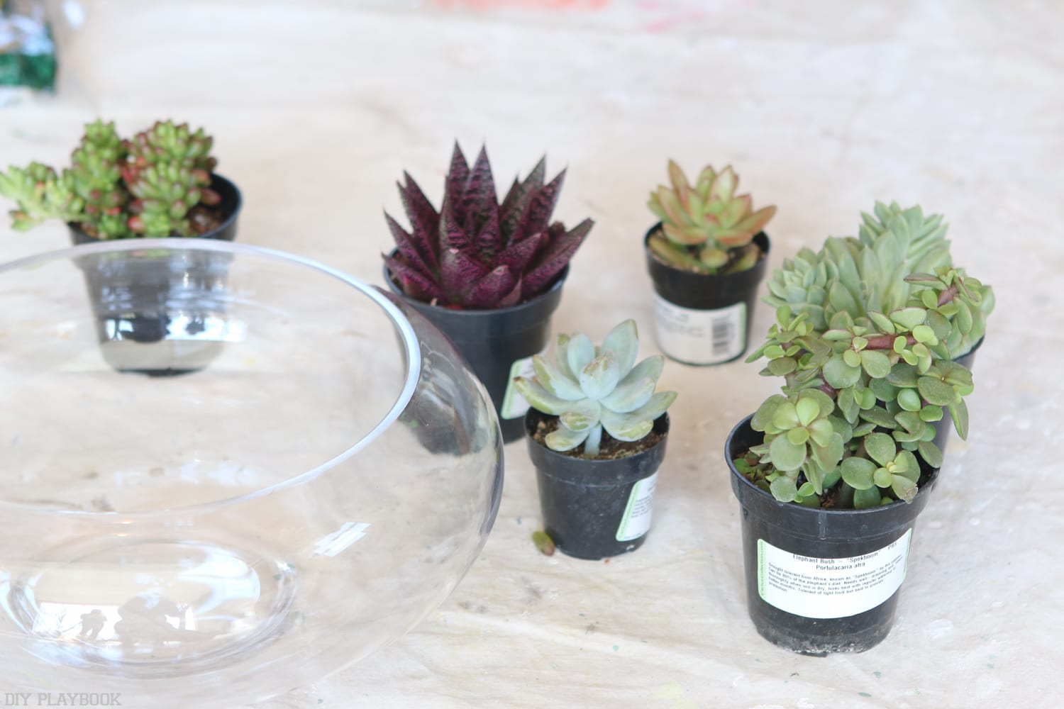 DIY_Terrarium-2