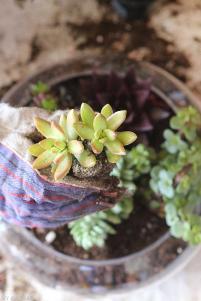 DIY_Terrarium-9