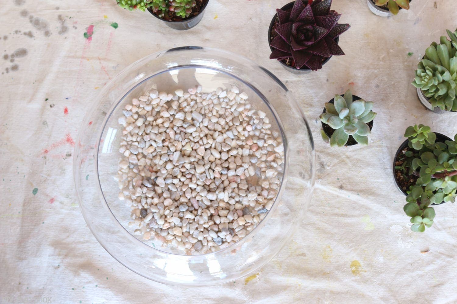 DIY_Terrarium-3