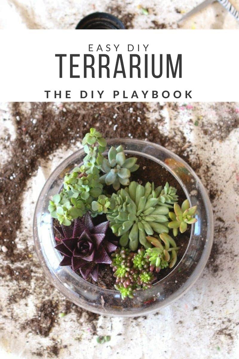 DIY Terrarium (1)