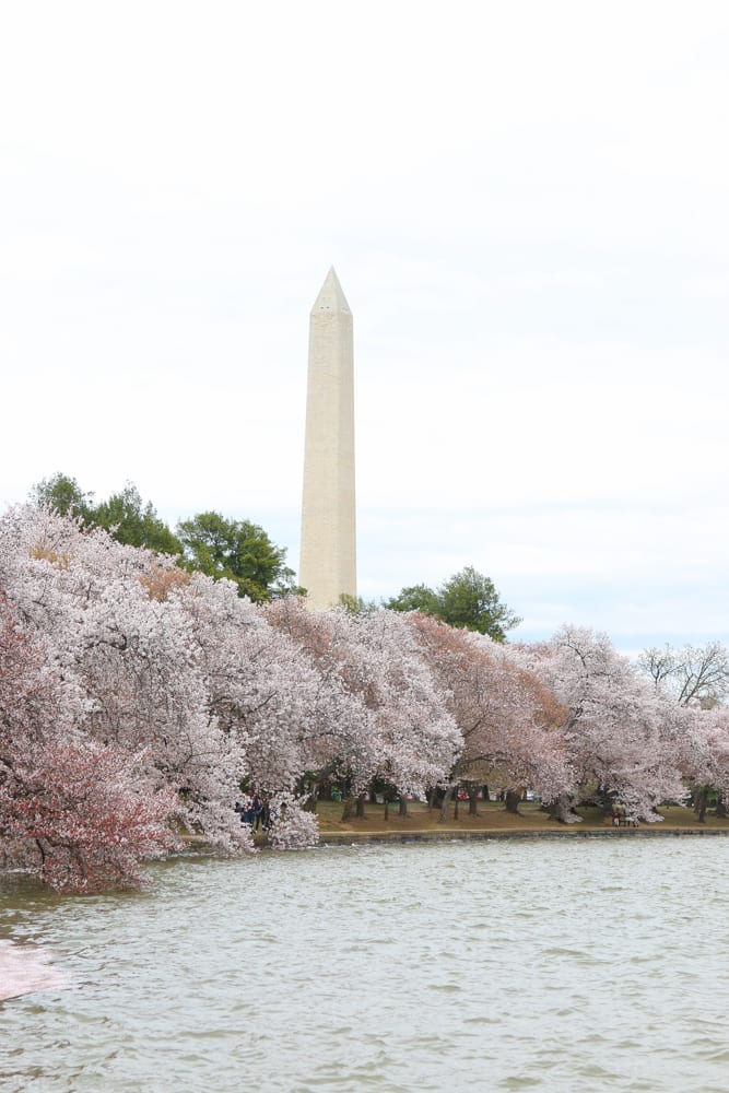 Washington Monument peeking out above the cherry blossoms. 