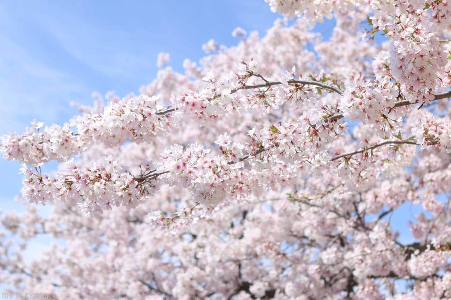 Beautiful cherry blossoms in Washington, DC in the springtime. 