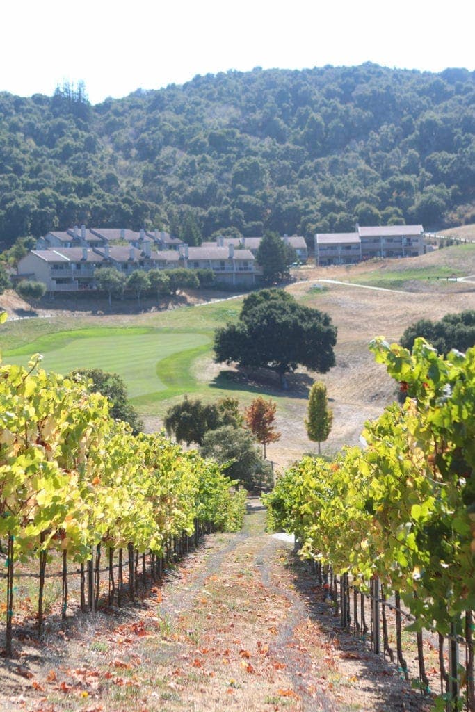 A vineyard at Carmel Valley Ranch. 