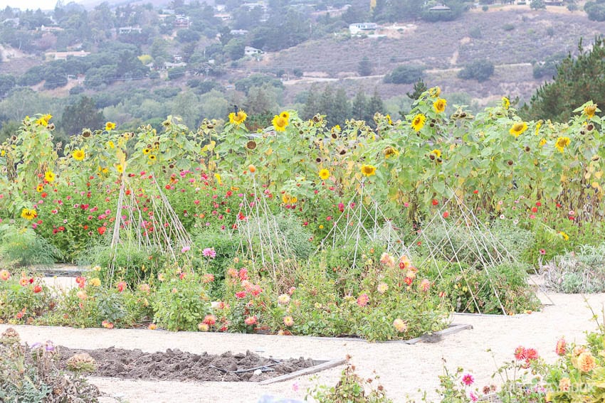 Stunning sunflower garden in Carmel, CA. 