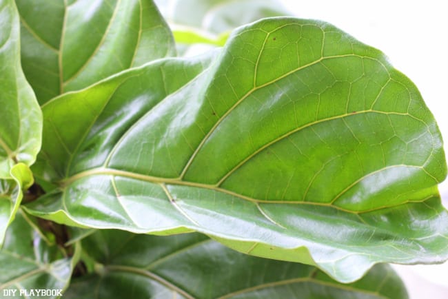 1-fiddle-fig-leafs-plants