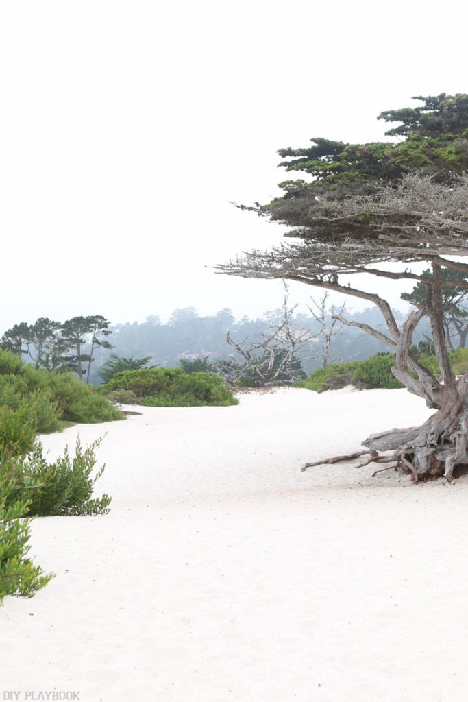 Carmel California Travel Guide | DIY Playbook