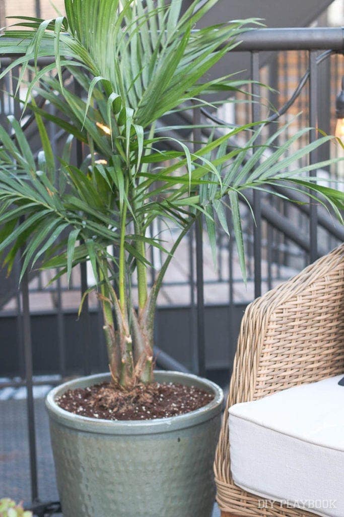 palm-tree-patio