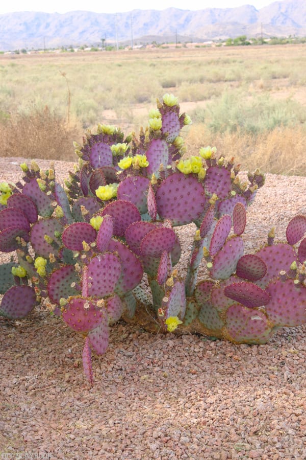 arizona_travel_mountains_canyon_scenery-23