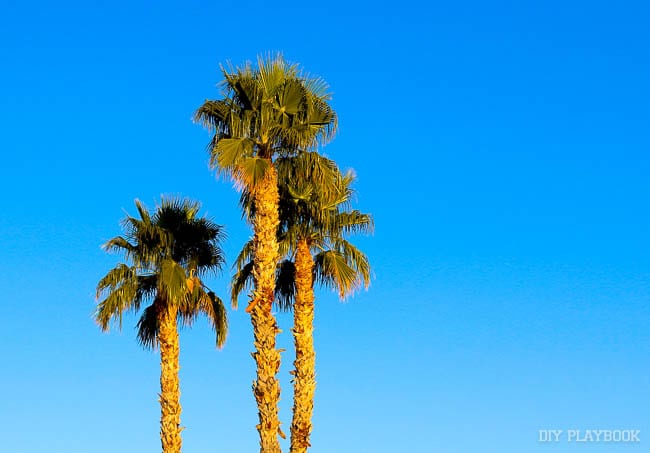 arizona-palm-trees