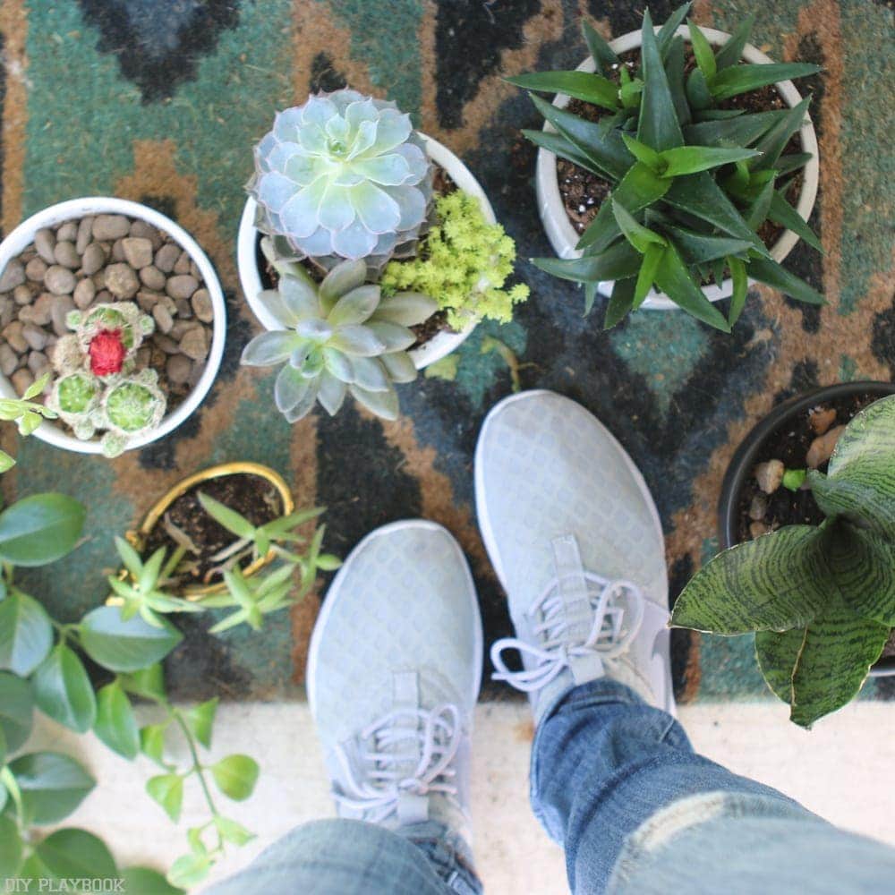 Indoor Houseplants succulents