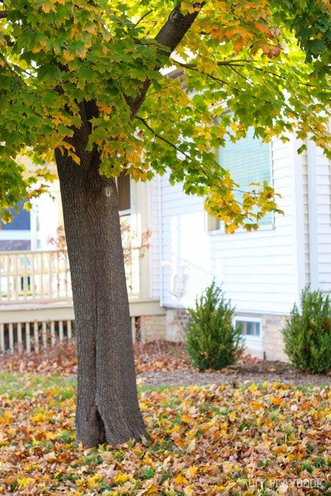 fall-tree-leaves-cedarburg