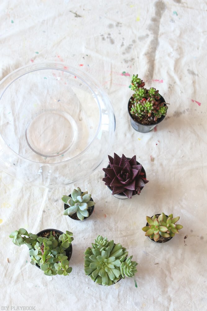 DIY_Terrarium