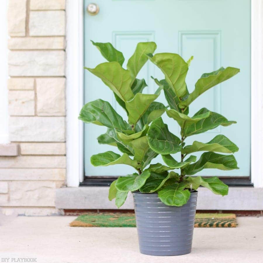 Gorgeous fiddle leaf- on a dime!