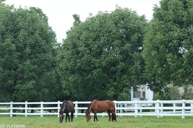 Fall Horses Danada House