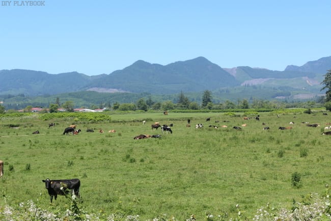 Mountains, rolling fields, pastures, and cattle - a view along the route of our Seattle to San Francisco road trip!